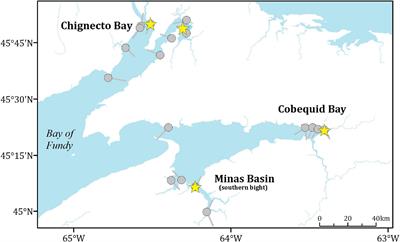Length of stay and departure strategies of Semipalmated Sandpipers (Calidris pusilla) during post-breeding migration in the upper Bay of Fundy, Canada